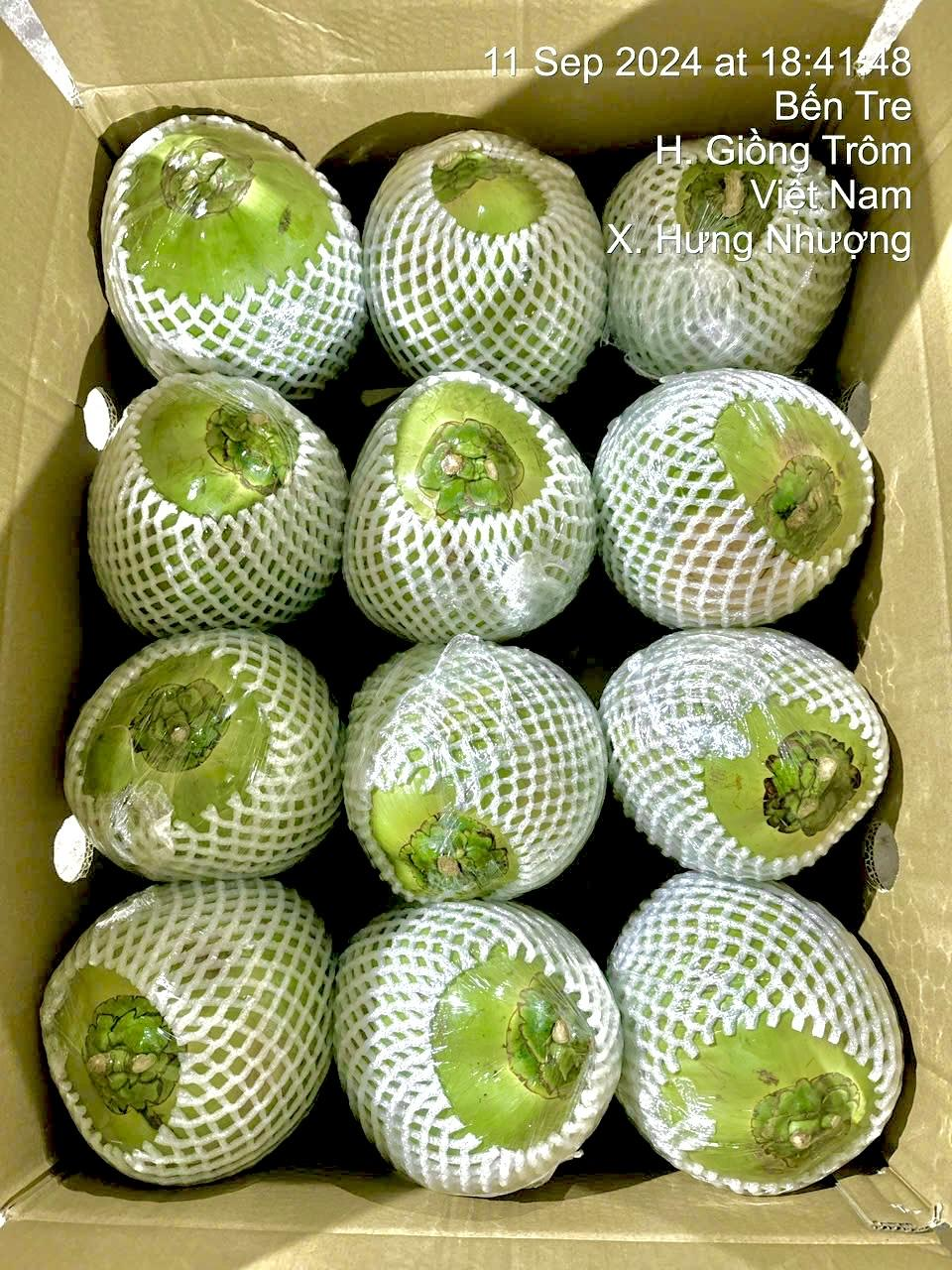 Dừa Xiêm Xanh Nguyên vỏ